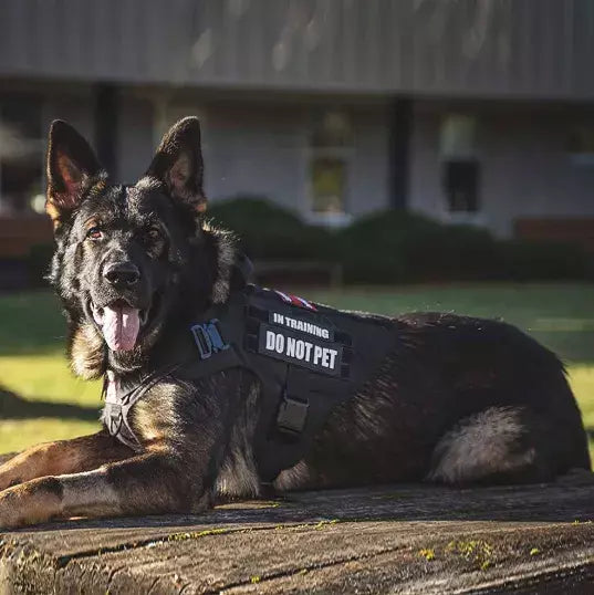 1762469405690d261d429d09623282